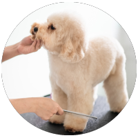 a poodle being combed