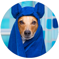 small dog wrapped in a bath towel