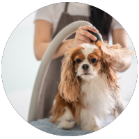 a dog being blow-dried after a bath