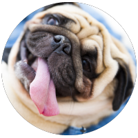 a pug after grooming